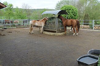 Pferde stehen an der Heuraufe auf dem Paddock