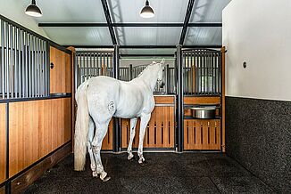 Nahezu wasserundurchlässiger Boden für Pferdeboxen Pferd steht in der Box auf elastischem Bodenbelag