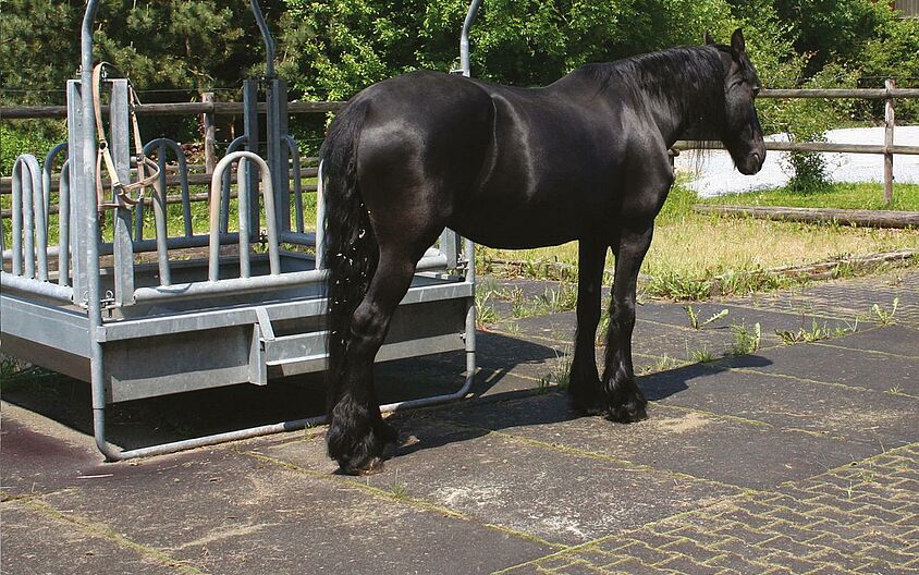 “Reiterhof Eulenmühle” stables, Ingelheim