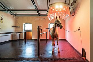 Waschbox für Pferde mit REGUPOL Bahnenware aus Gummi Waschplatz mit Pferd auf REGUPOL Boden