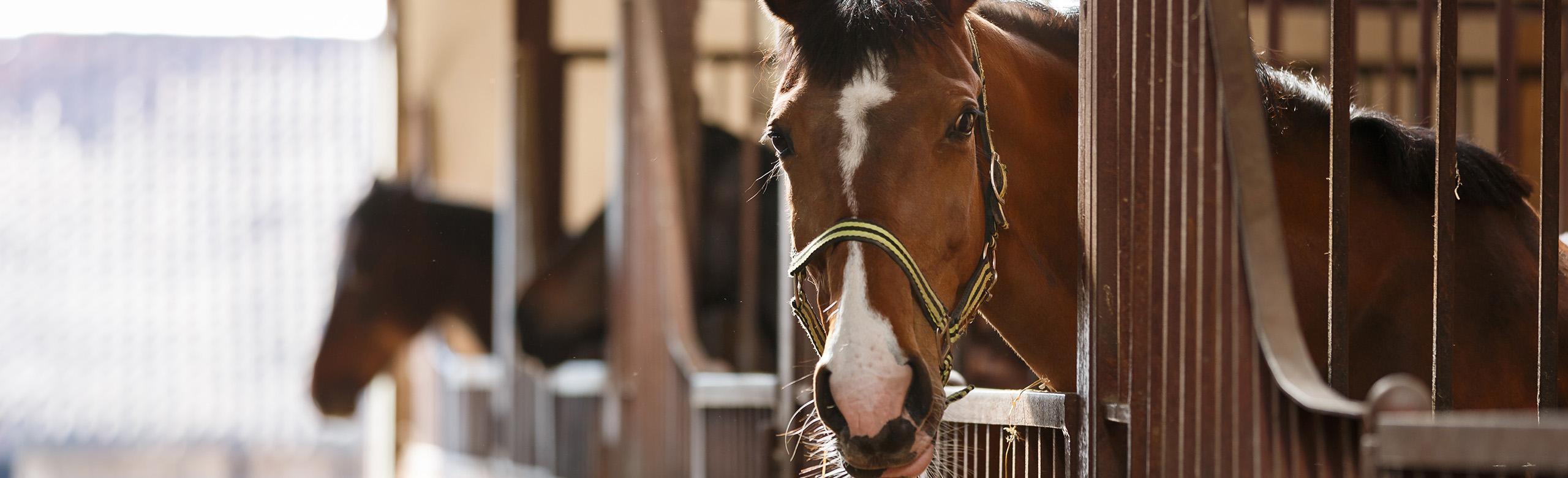 Horses stand comfortably and safely on non-slip REGUPOL equiline stable mats for hygienic stable floors that are easy on the joints.