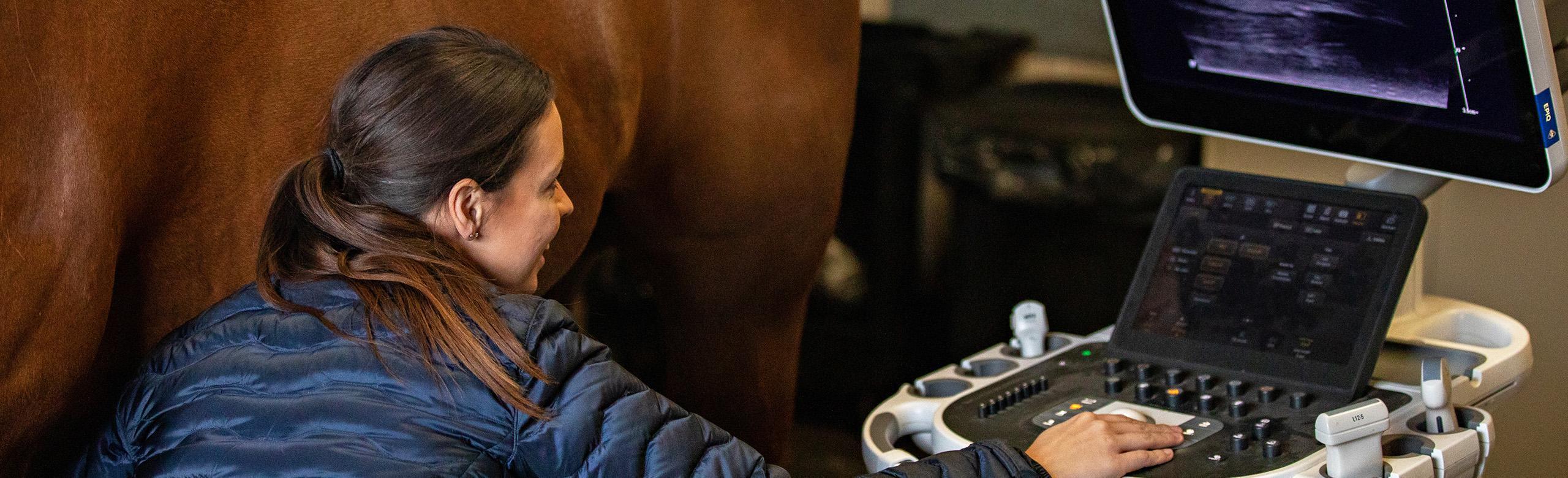 Veterinary examination of a horse in a clinic equipped with REGUPOL equiline VET - hygienic and robust clinic flooring for horses